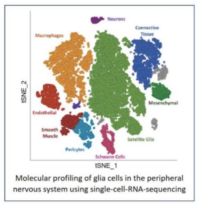 Molecular profiling of glia cells