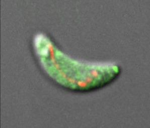 A Toxoplasma gondii parasite with cytosolic Green fluorescent protein and the mitochondrial red fluorescent marker.