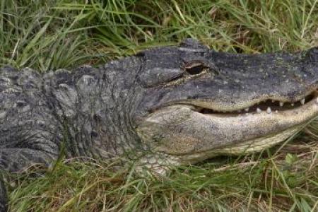 American Alligator