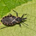 Kissing bugs can carry the parasite that causes Chagas disease, and they're particularly abundant in Texas and the southern U.S. (Getty Images)